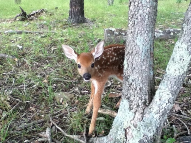 fawn-2