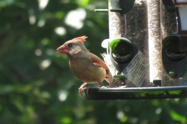 Female-cardinal Female cardinal