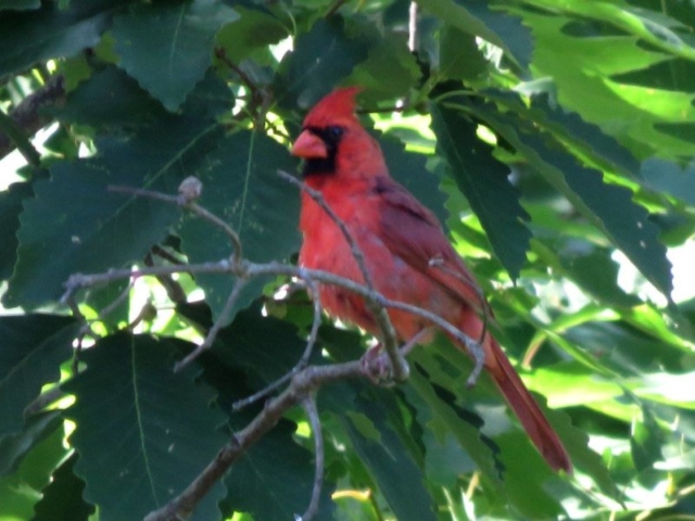 Male-cardinal Male cardinal