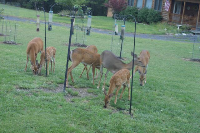 deer-feeding-on-birdseed