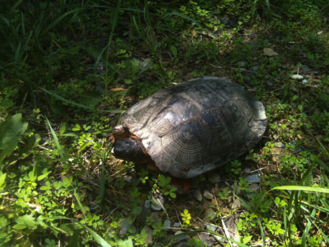 Turtle