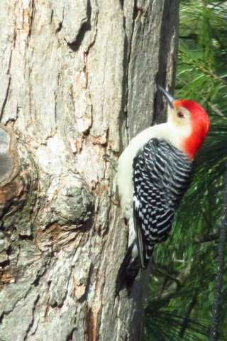 Tree-meet-bird Tree meet bird
