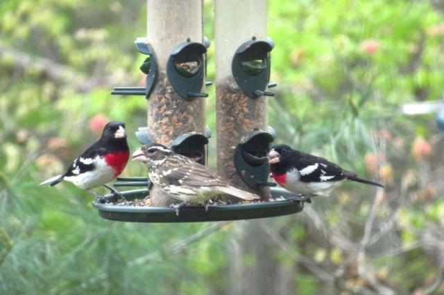 Two-males-and-one-female-rose-breasted-grosbeaks Two males and one female rose breasted grosbeaks taken in May 2022