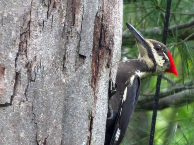 Juvenile male pileated woodpecker Juvenile male pileated woodpecker