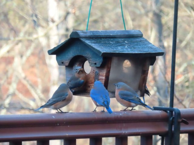 feeding-time Feeding time